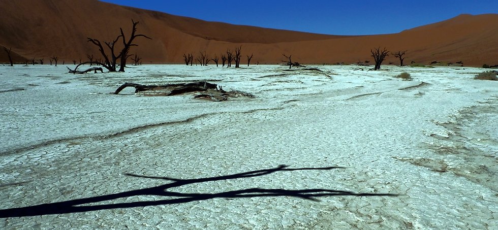Climate Policy & Strategy