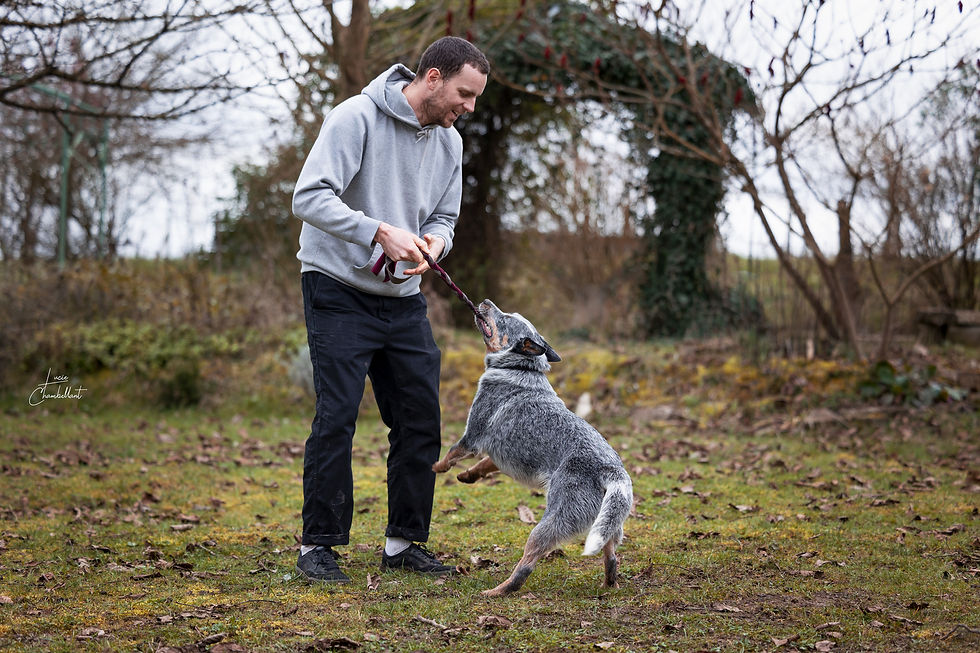 Miniature : Jouets pour chien