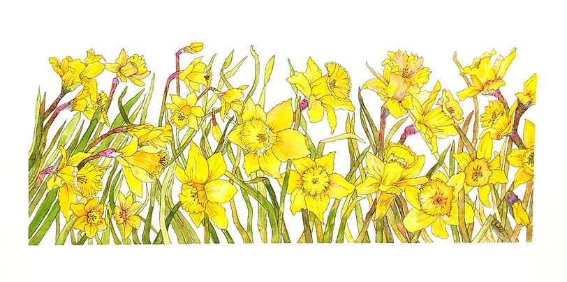 Daffodils