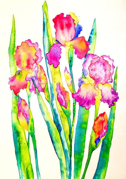 Iris