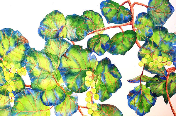 Sea grapes