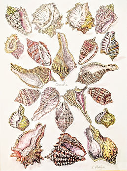 Shells fancy frame close up 2_edited_edi
