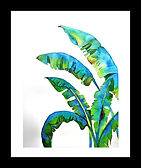 Banana Leaf Palm