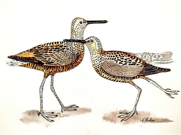 Long Legged Sandpipers
