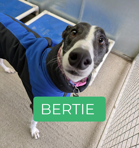 Bertie (5).jpg