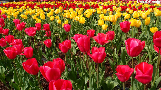nature-red-flowers-yellow-103573.jpg