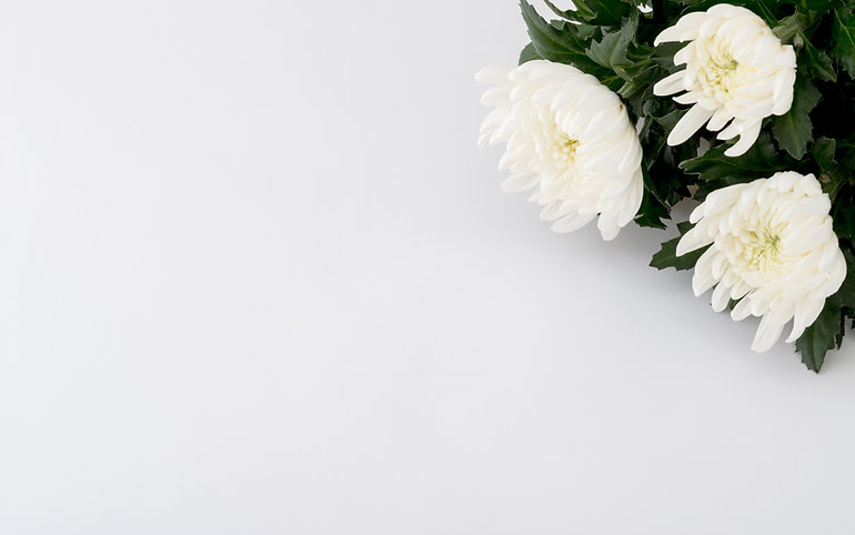 菊の花