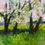Thumbnail: Tall trees in blossom