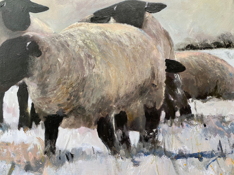 Thumbnail: Black Face Suffolk Sheep Winter Light