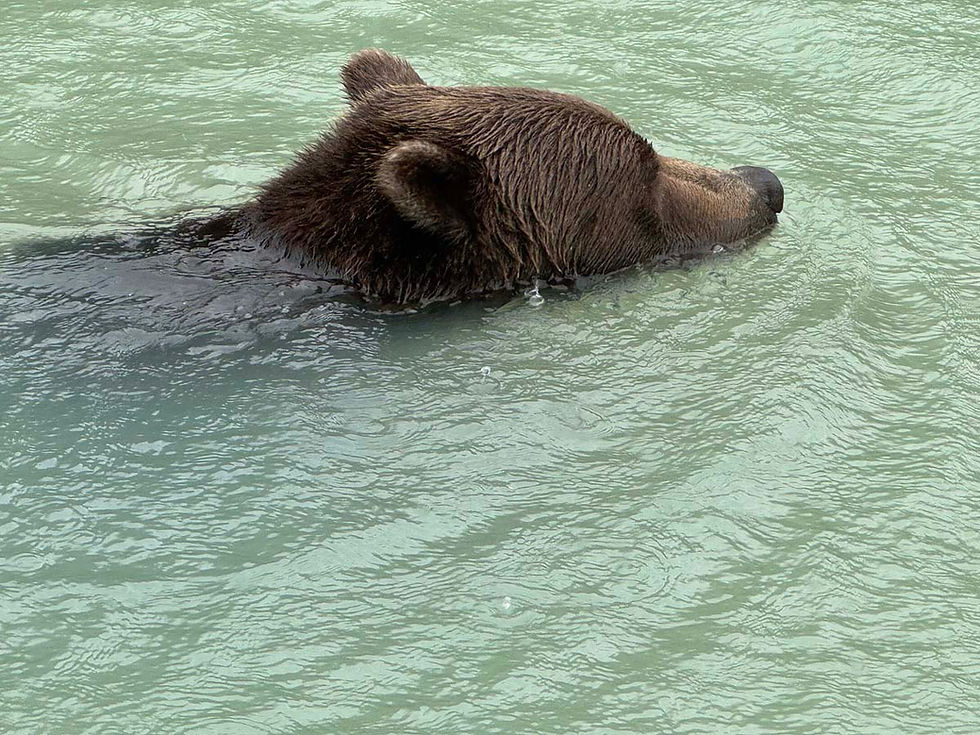 bear-in-river-2