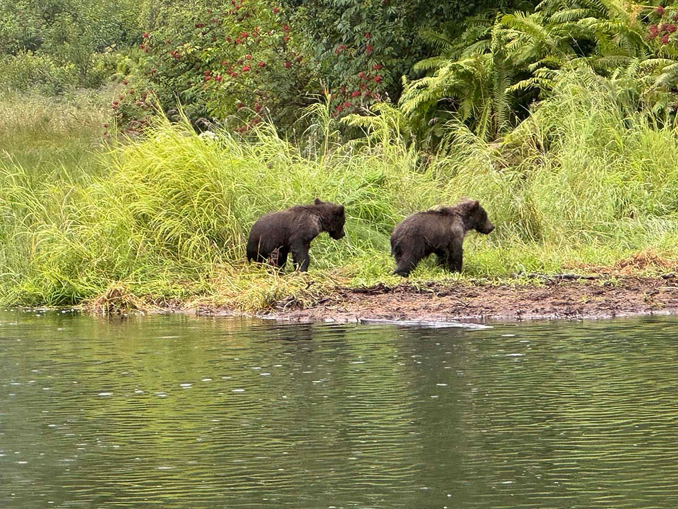 bears-in-river-cubs