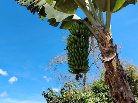 ¿Cuáles son los precios promedio de las fincas en venta en Colombia?