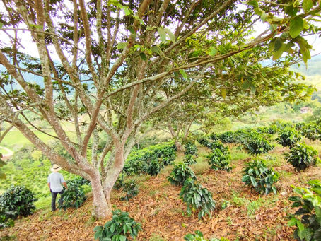 Investir dans l’Immobilier en Colombie : Pourquoi Jardín Surpasse les Autres Villes de la Région Cafetière