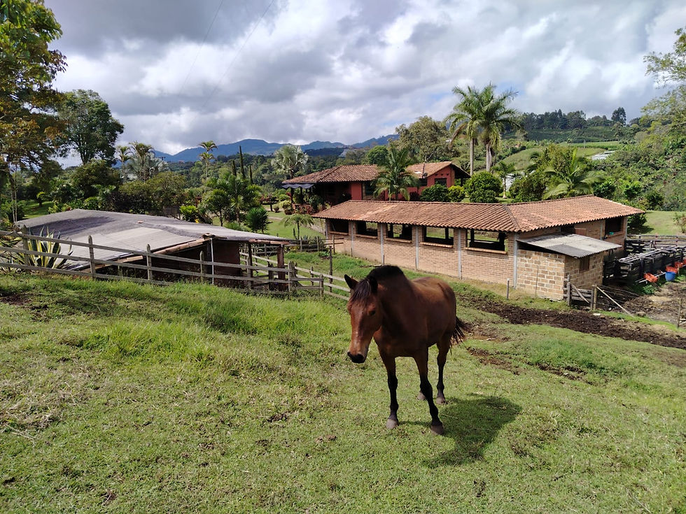 Recorrido para Compradores Extranjeros en Jericó: Qué Debes Ver Antes de Comprar Propiedad