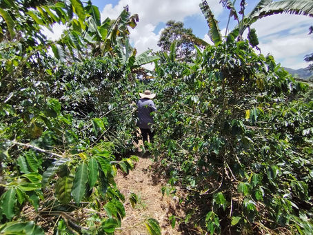 What are the key factors driving property value changes in Antioquia?