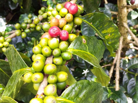 Todo lo que Necesita Saber Antes de Comprar Tierra en la Región Cafetera de Jardín