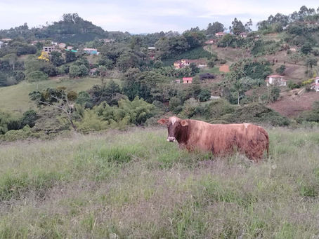 Colombian Property Taxes