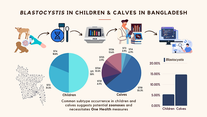 Molecular investigation of Blastocystis in children and calves in Bangladesh