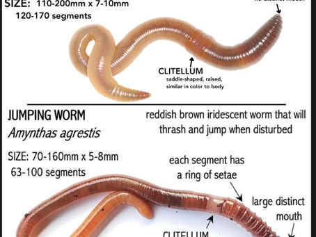 Jumping Worms: A New Soil Threat Heading Our Way