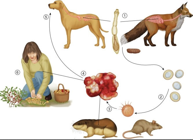 Fox Tapeworm Life Cycle