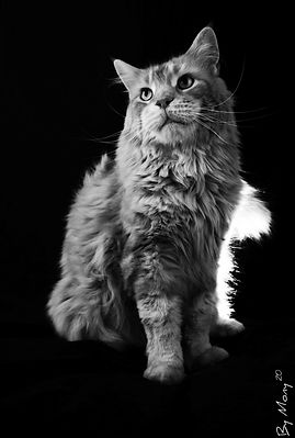 chat