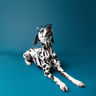 photographe pour chien dans l'Eure portrait chien Dreux Evreux