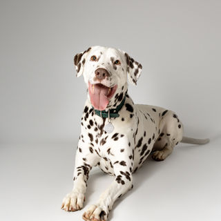 photographe pour chien dans l'Eure portrait chien Dreux Evreux