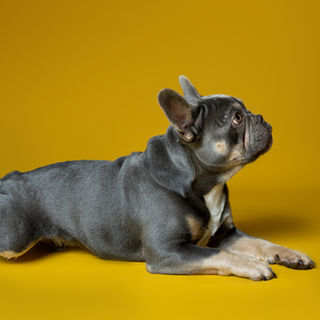 photographe pour chien dans l'Eure portrait chien Dreux Evreux