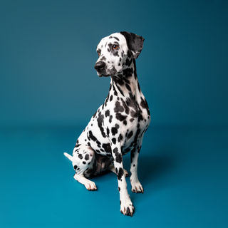 photographe pour chien dans l'Eure portrait chien Dreux Evreux