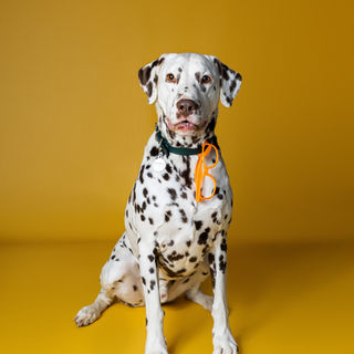 photographe pour chien dans l'Eure portrait chien Dreux Evreux