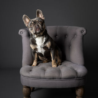 photographe pour chien dans l'Eure portrait chien Dreux Evreux