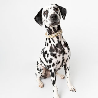 photographe pour chien dans l'Eure portrait chien Dreux Evreux