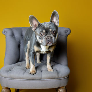 photographe pour chien dans l'Eure portrait chien Dreux Evreux