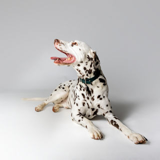 photographe pour chien dans l'Eure portrait chien Dreux Evreux