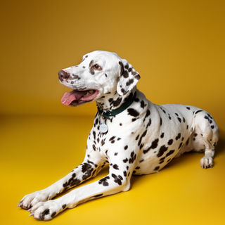 photographe pour chien dans l'Eure portrait chien Dreux Evreux