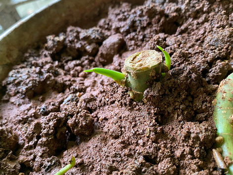 New Perceptions, Same Old Sun