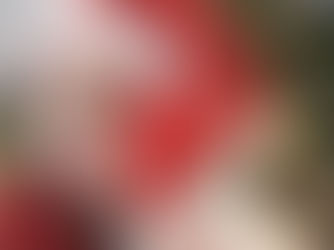 A Cozy Christmas Pet Photography Story – Cafe, Winter Warmth & the Love of a Cat in London, Ontario