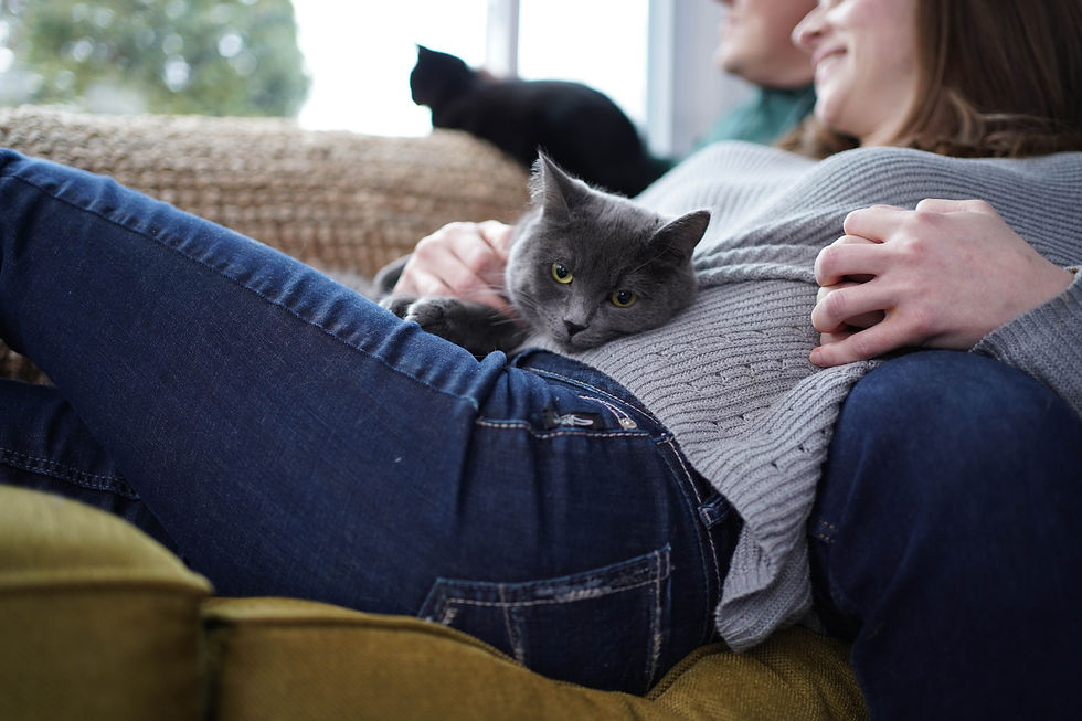 Intimate winter couple photography London Ontario with cats and soft natural light