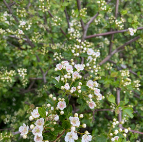img_1828.jpeg