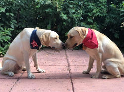 Two Yellow Labs with Bandanas