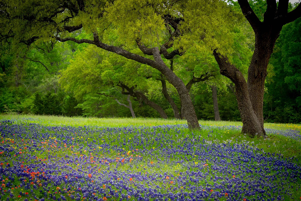 bluebonnets like a painting.jpg