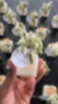 bougie parfumée cadeau invité