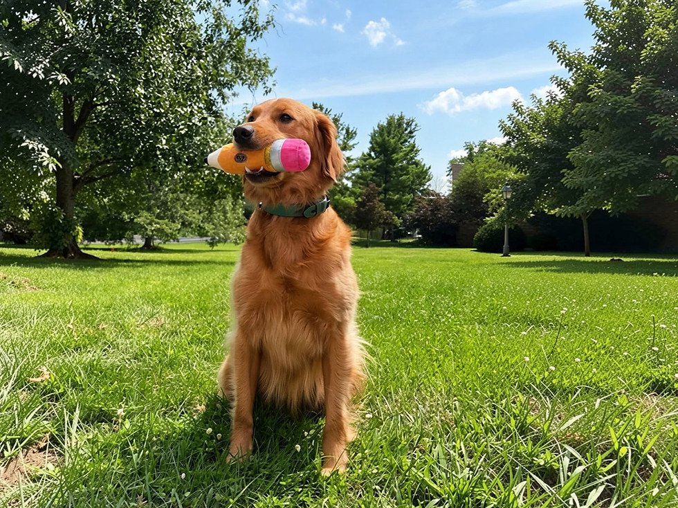 Golden retriever sitting in the grass with a plush pencil toy in its mouth