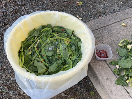 熊本名産?高菜漬け