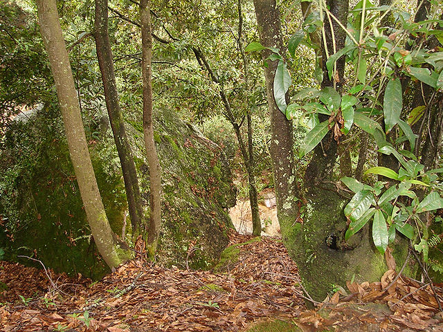 XYNGA RAQUIRA