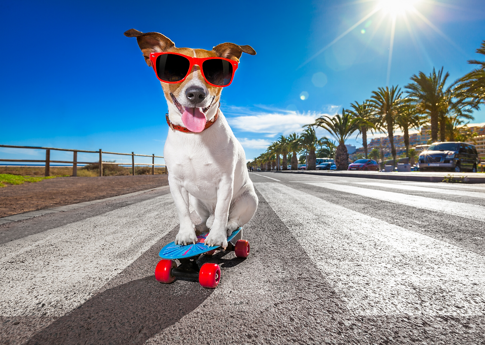 YOUR SOLUTIONS TO HAVING A CHILLED OUT DOG!!!!