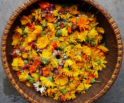 calendula site.jpeg