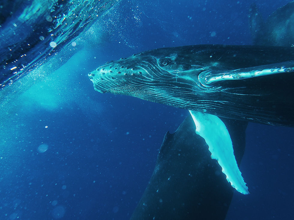 The baby whale looked at me with a gaze so curious and expressive it felt almost human.