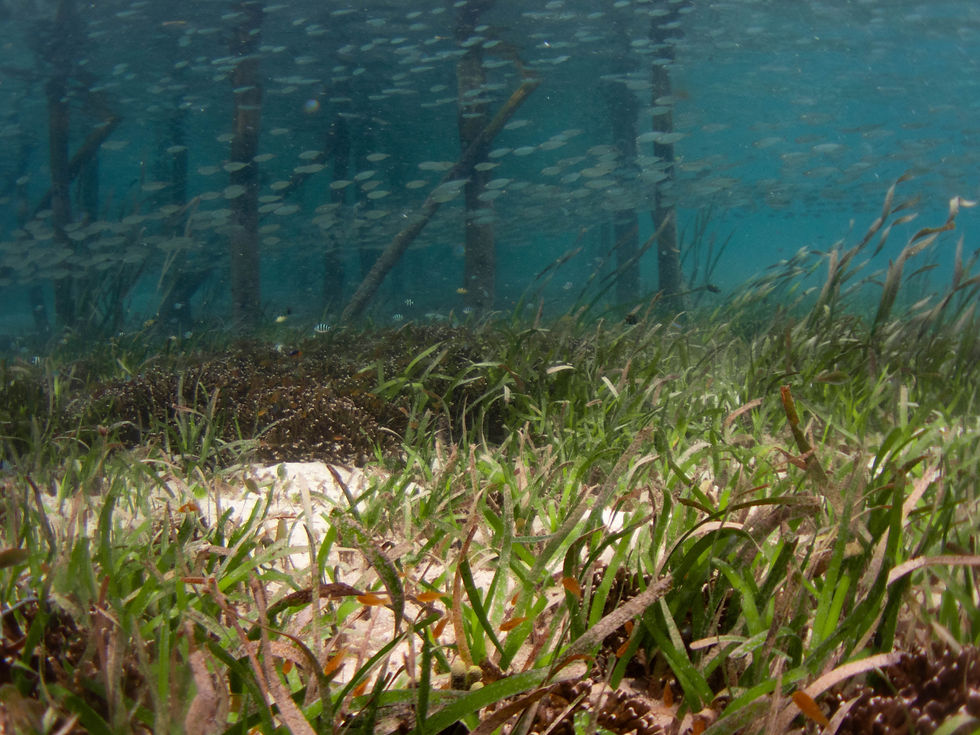 My fieldwork photo reference.