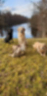 Labradorer vid sjön - Kennel Huntrets